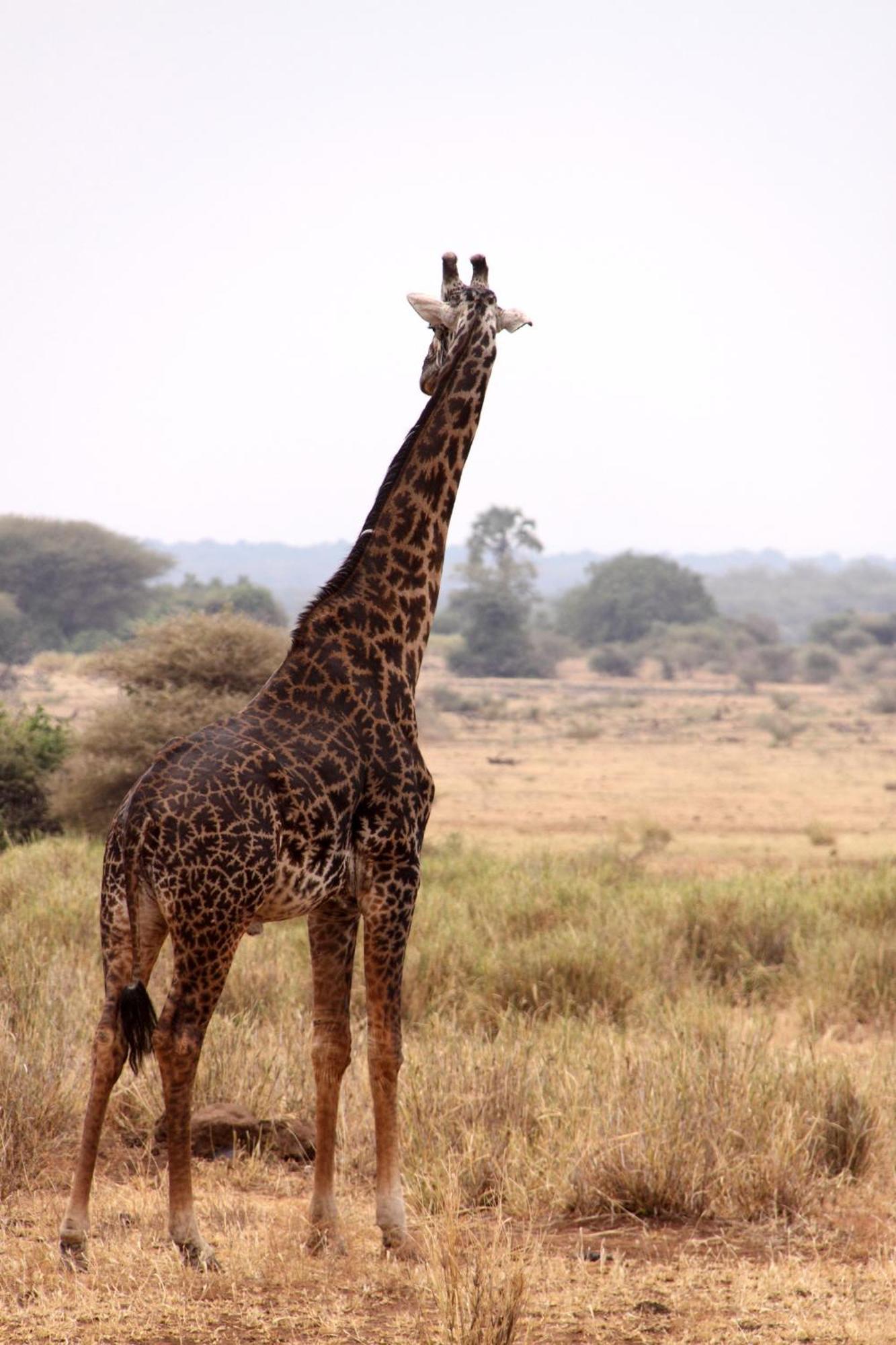 Willa Baker Safari Company Kwangwazi Zewnętrze zdjęcie