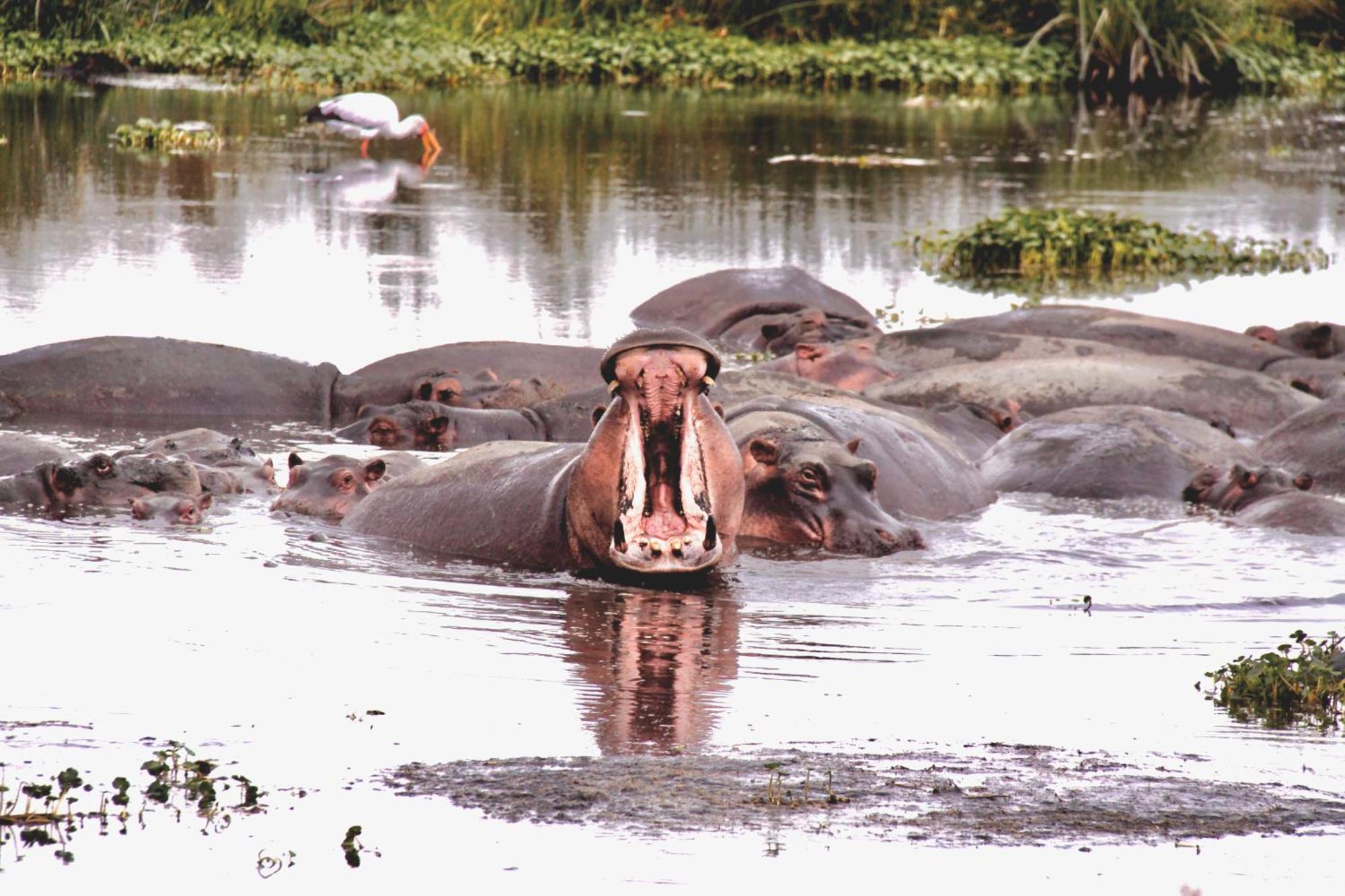 Willa Baker Safari Company Kwangwazi Zewnętrze zdjęcie